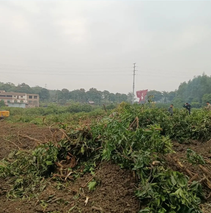 微信截圖_20250310155809.png 微信截圖_20250310155809.png